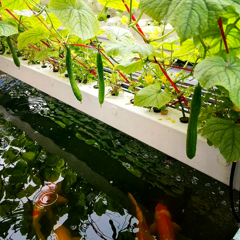 常州市薄膜大棚鱼菜共生 - 排名