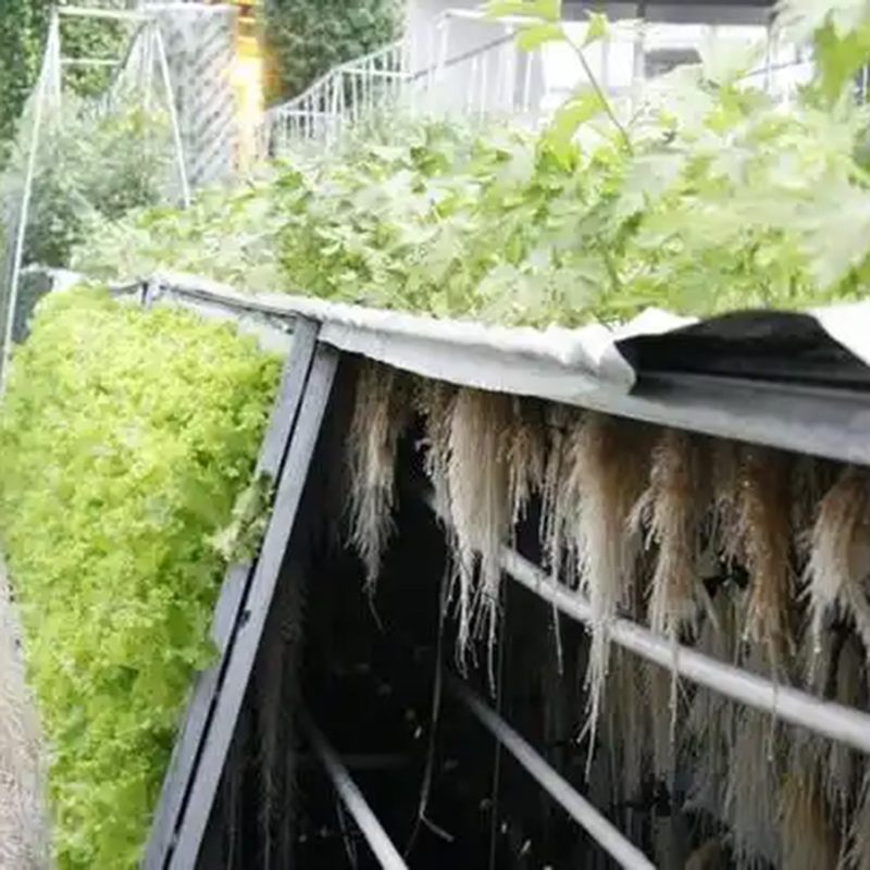 常州市气雾培植物工厂 - 排名