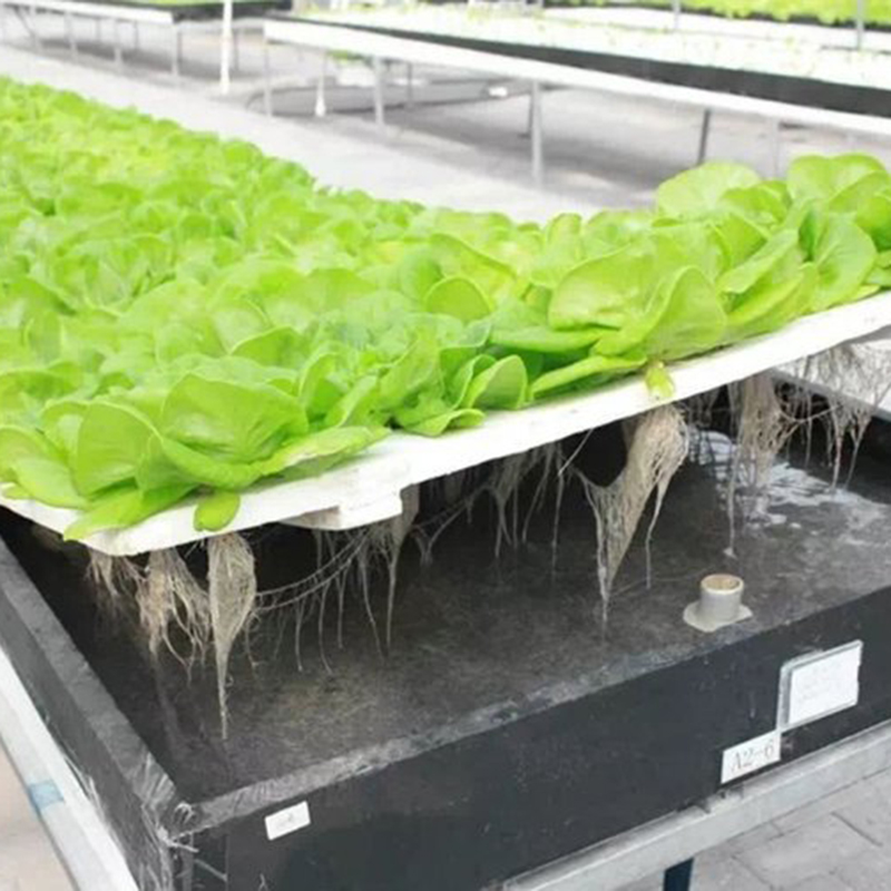 常州市水培设备植物工厂 - 排名